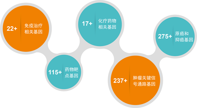 小鱼儿精准24码